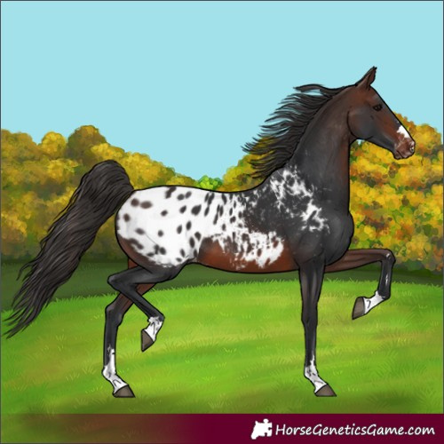 Horse Color:Unknown 