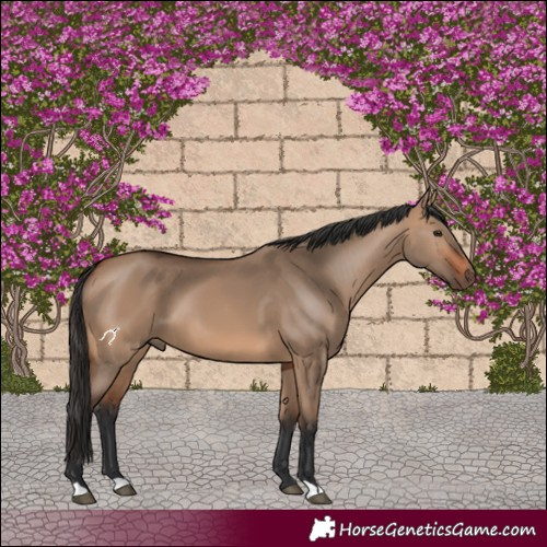 Horse Color:Bay Dun 