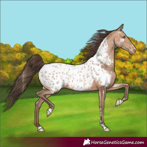 Horse Color:Amber Champagne Near Leopard