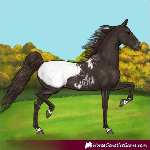 Horse Color:Liver Chestnut Appaloosa 