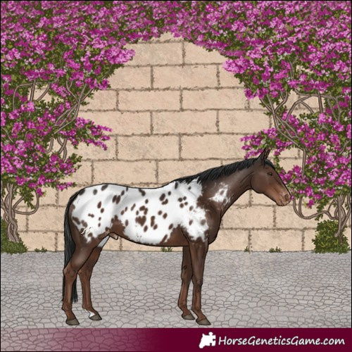 Horse Color:Liver Chestnut Blanket 