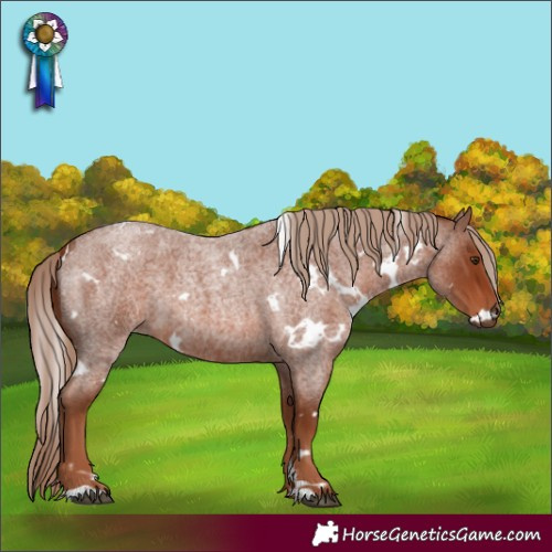 Horse Color:White Spotted Red Roan