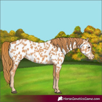 Horse Color:Chestnut Appaloosa 