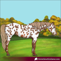 Horse Color:Chestnut Appaloosa 