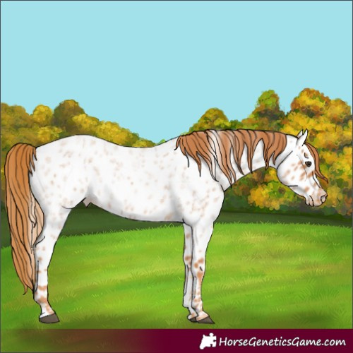 Horse Color:Red Roan Appaloosa