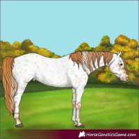 Horse Color:Red Roan Appaloosa 