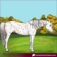 Horse Color:Bay Appaloosa 