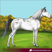 Horse Color:Black Splash Tobiano  and Grullo Splash Tobiano 