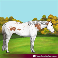 Horse Color:Bay Splash Tobiano  and Bay Splash Tobiano 