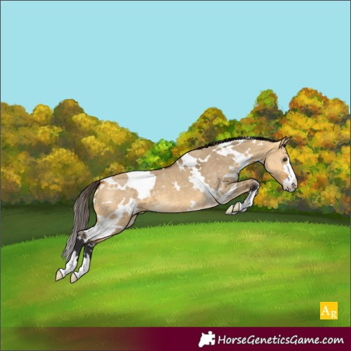 Horse Color:White Spotted Buckskin Dun 