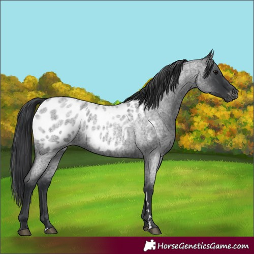 Horse Color:Blue Roan Appaloosa