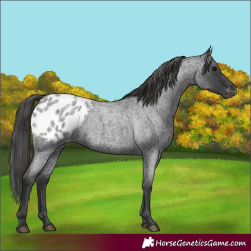Horse Color:Blue Roan Blanket 