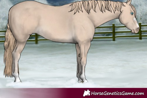 Horse Color:Perlino