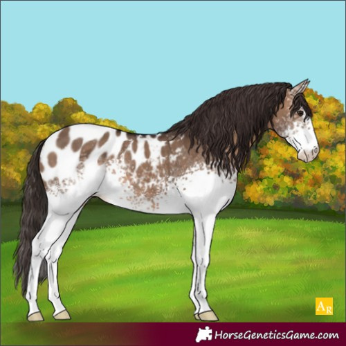 Horse Color:White Spotted Brown Dun Appaloosa 