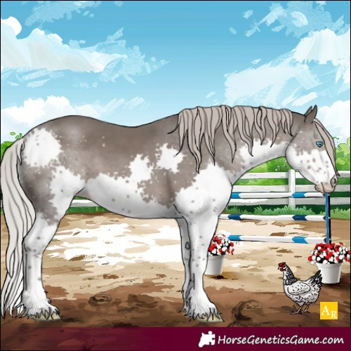 Horse Color:Silver Black Splash 