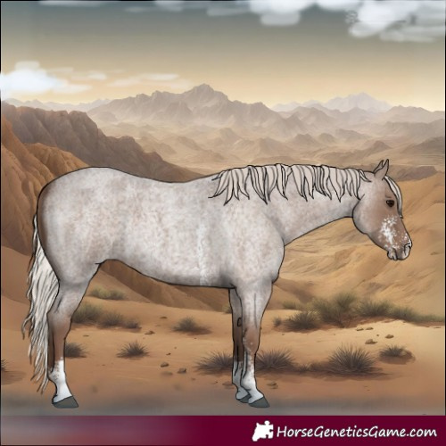 Horse Color:Silver Blue Roan Sabino Rabicano
