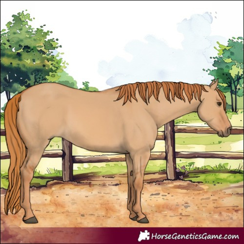Horse Color:Red Dun 