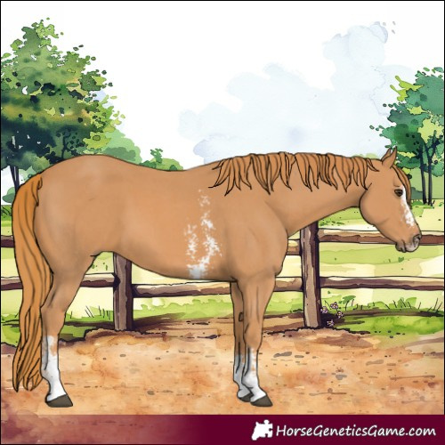 Horse Color:Chestnut Sabino 