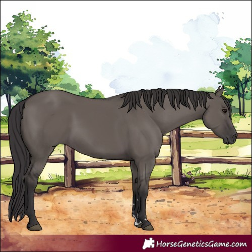 Horse Color:Smoky Grullo
