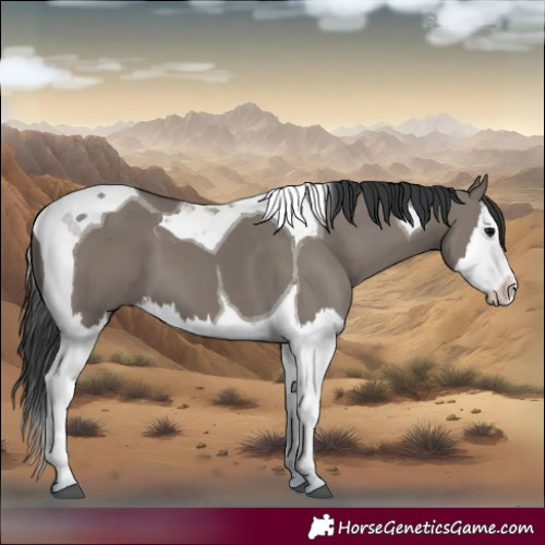 Horse Color:Grullo Splash Tobiano 