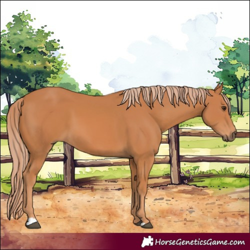 Horse Color:Chestnut 