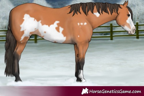 Horse Color:Bay Frame 