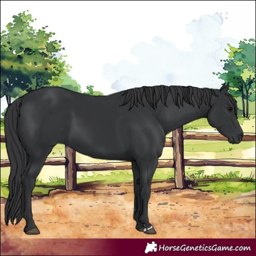 Horse Color:Black