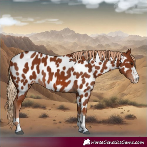 Horse Color:Chestnut Near Leopard 