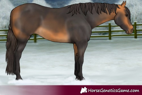 Horse Color:Buckskin
