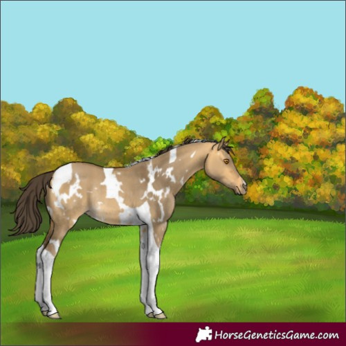 Horse Color:White Spotted Buckskin Dun Tobiano Rabicano 