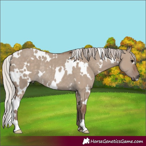 Horse Color:White Spotted Silver Grullo Rabicano