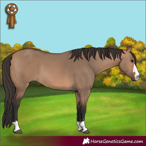 Horse Color:Bay Dun 