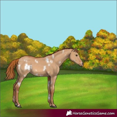 Horse Color:White Spotted Red Dun
