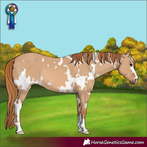 Horse Color:White Spotted Red Dun