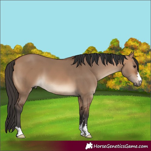 Horse Color:Bay Dun 