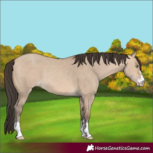 Horse Color:Amber Champagne Dun 