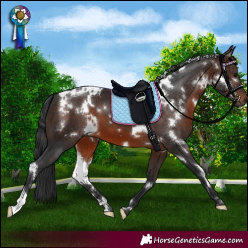 Horse Color:White Spotted Brown
