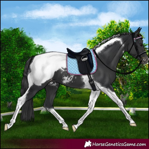 Horse Color:Black Tobiano Appaloosa 