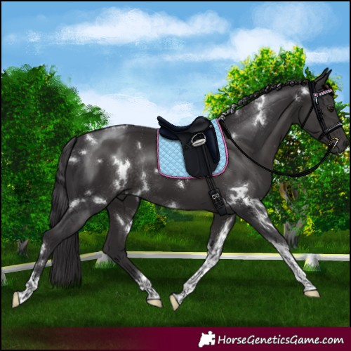 Horse Color:White Spotted Smoky Black Tobiano Rabicano
