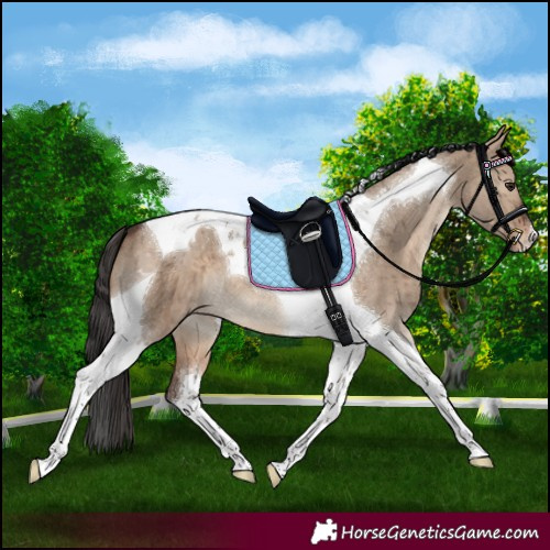 Horse Color:Brown Dun Tobiano Appaloosa Brindle