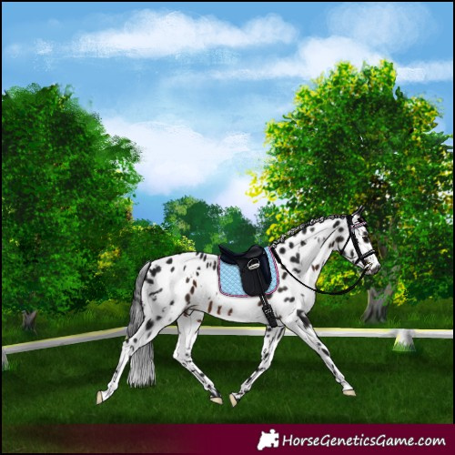 Horse Color:Gray White Spotted Brown Leopard