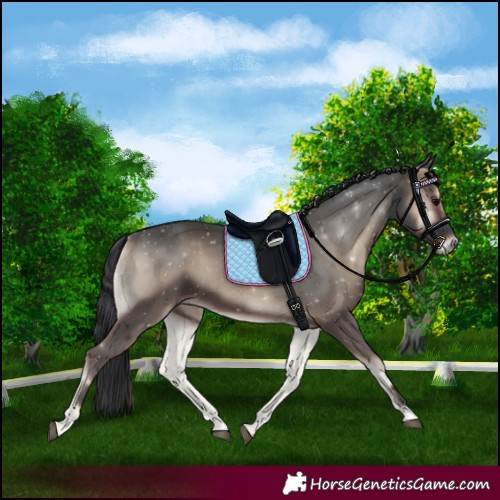 Horse Color:Blue Onyx