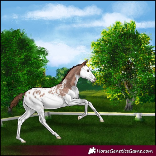 Horse Color:Red Roan Splash Appaloosa