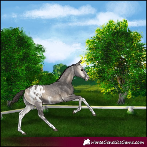 Horse Color:Smoky Blue Onyx Sabino Appaloosa