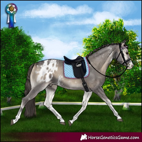 Horse Color:Smoky Blue Onyx Sabino Appaloosa 