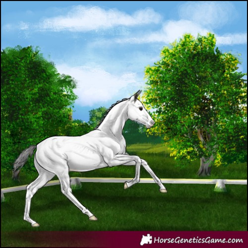 Horse Color:Grullo Splash Tobiano Appaloosa