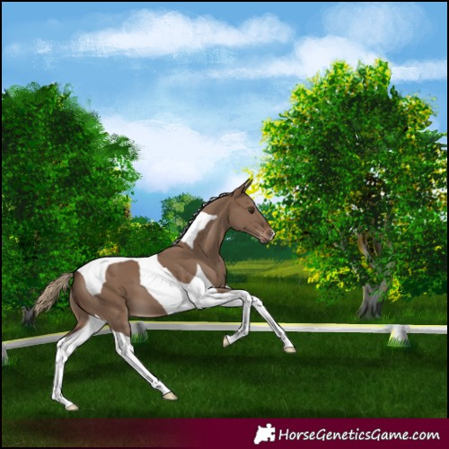 Horse Color:Liver Red Dun Tobiano 