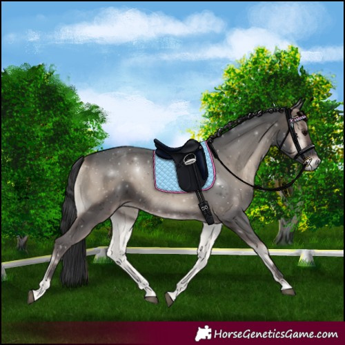 Horse Color:Blue Onyx
