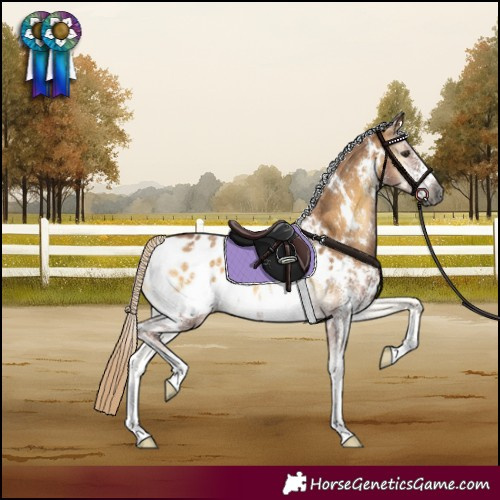Horse Color:Gray White Spotted Palomino Onyx Sabino Appaloosa 