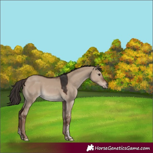 Horse Color:Liver Red Dun Tobiano Rabicano 